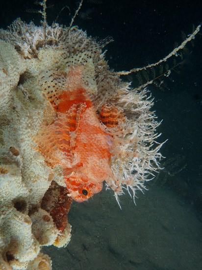 Red Sea Dwarf Lionfish