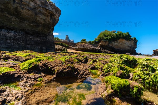 Green moss at low tide on the beach under the Basta Rock of Biarritz beach