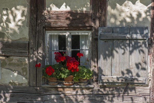 Window with cranesbill