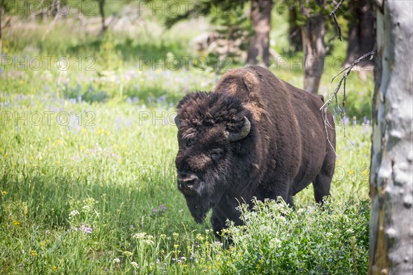 Wild bison roaming the plains and trees