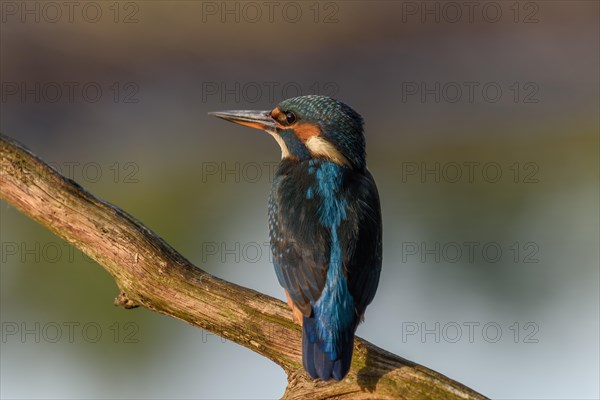 Kingfisher