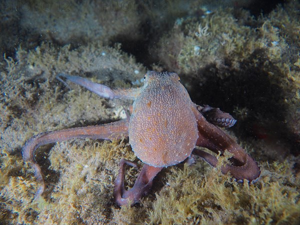 Common octopus