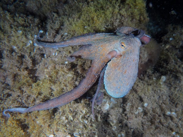 Common octopus