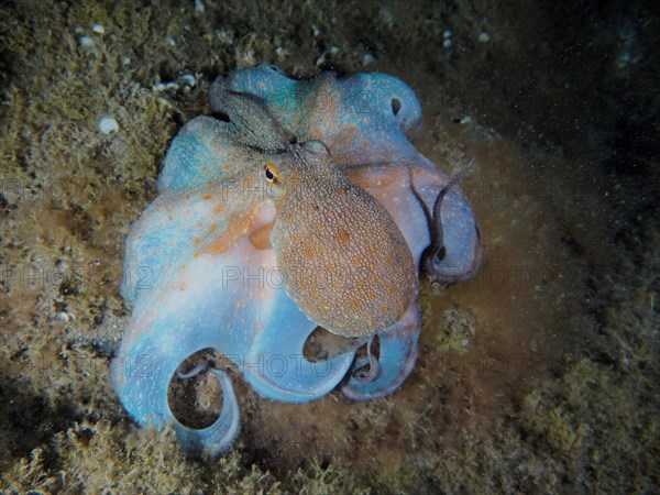 Common octopus