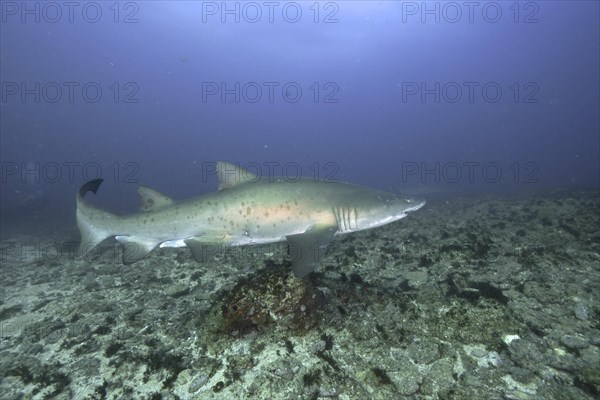 Sand tiger shark