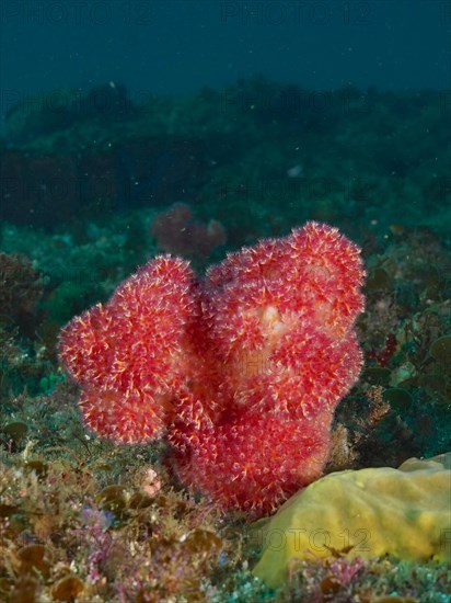 Thistle Tree Coral