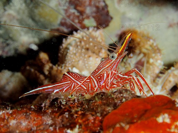 Camel shrimp