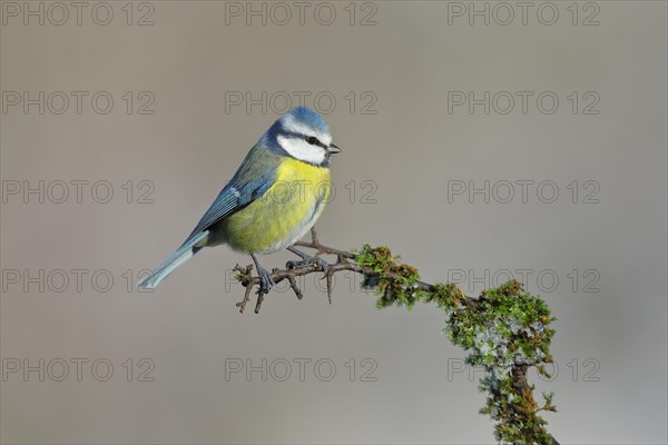 Blue tit