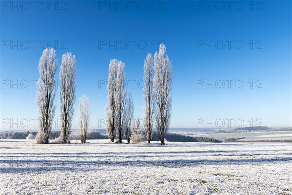 Black poplars