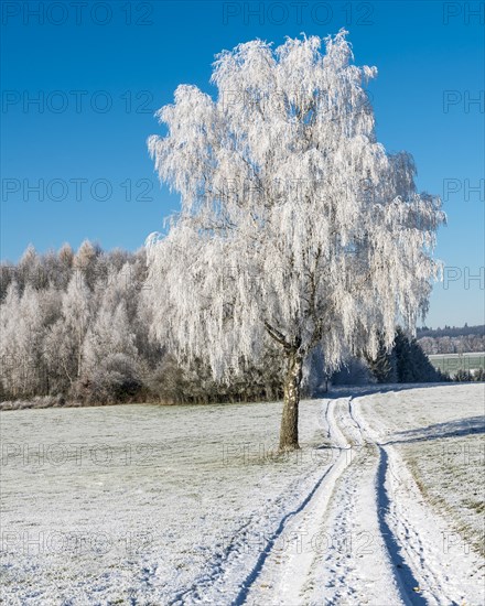 Hoarfrost on warty birch