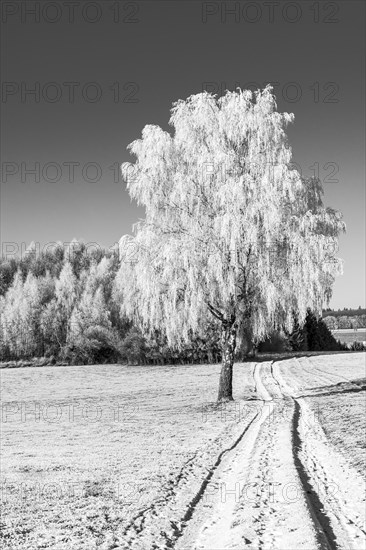 Hoarfrost on warty birch