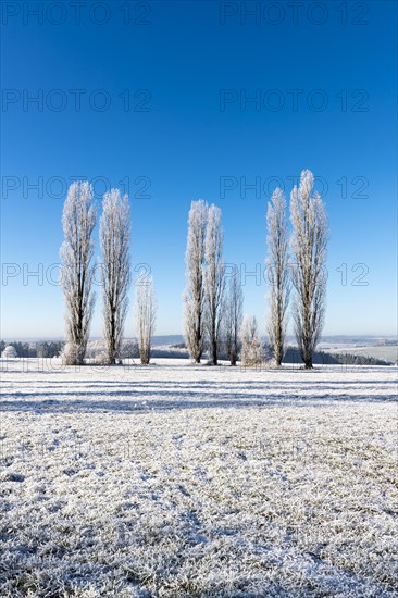 Black poplars