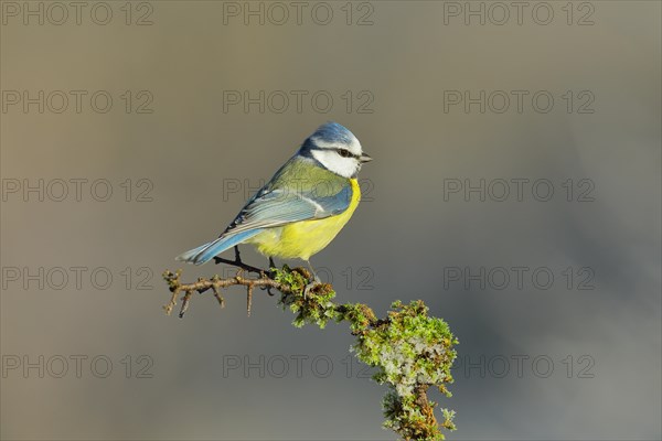 Blue tit