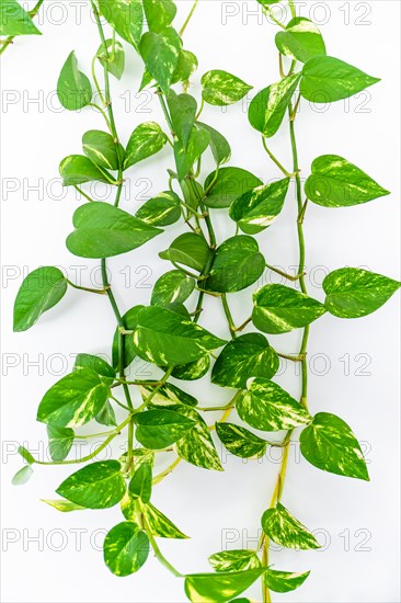 Money plant