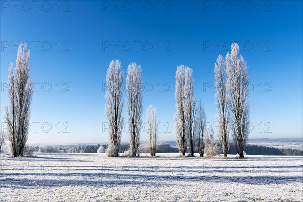 Black poplars