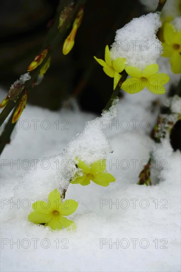 Winter jasmine