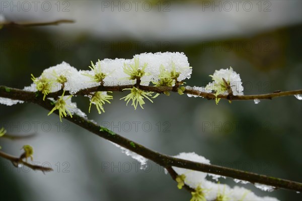 Witch-hazel