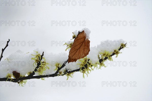 Witch-hazel