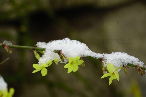 Winter jasmine