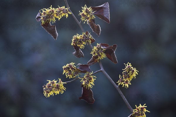 Witch hazel