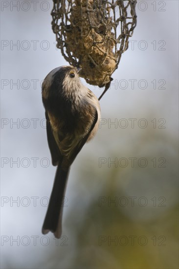 Long-tailed tit