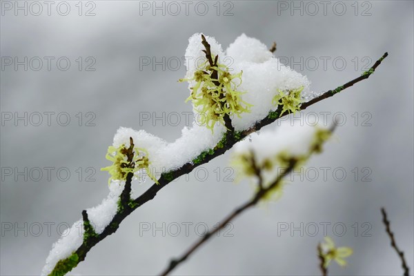 Witch-hazel