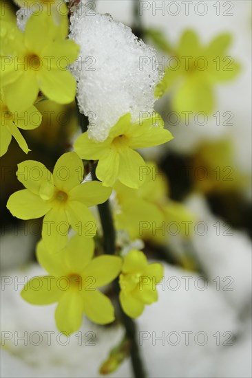 Winter jasmine