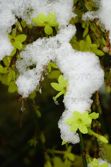 Winter jasmine