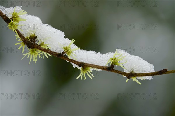 Witch-hazel