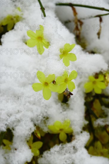 Winter jasmine