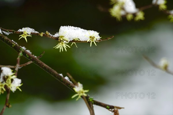 Witch-hazel