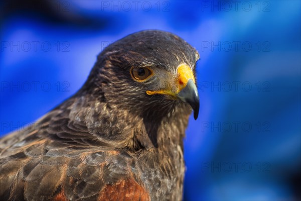 Young golden eagle