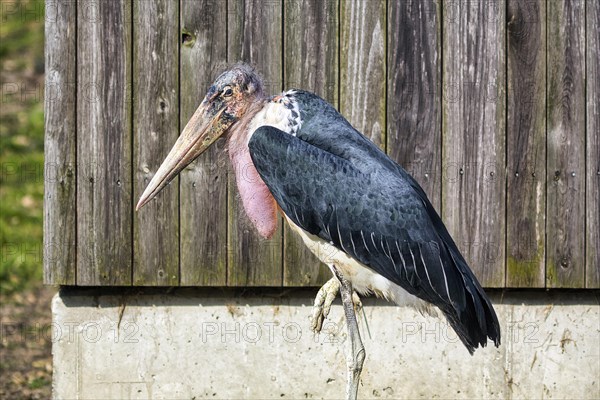 Marabou stork