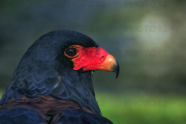 Bateleur