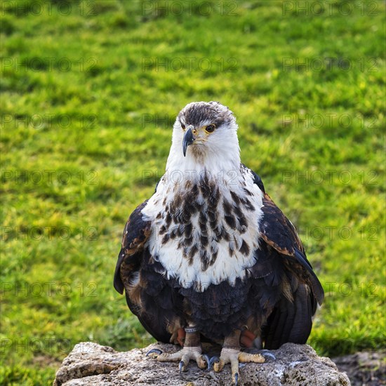 African fish eagle