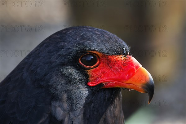 Bateleur