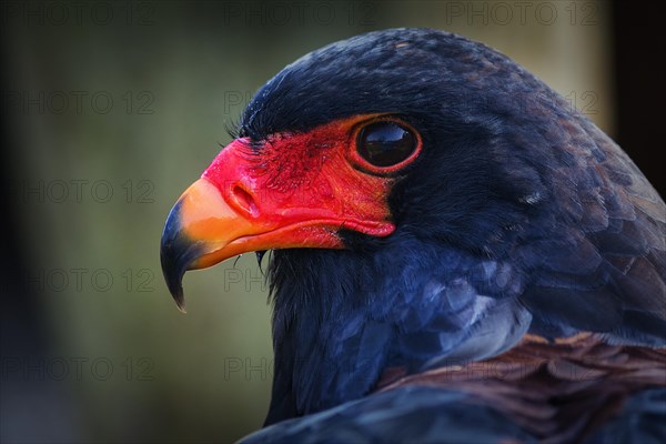 Bateleur