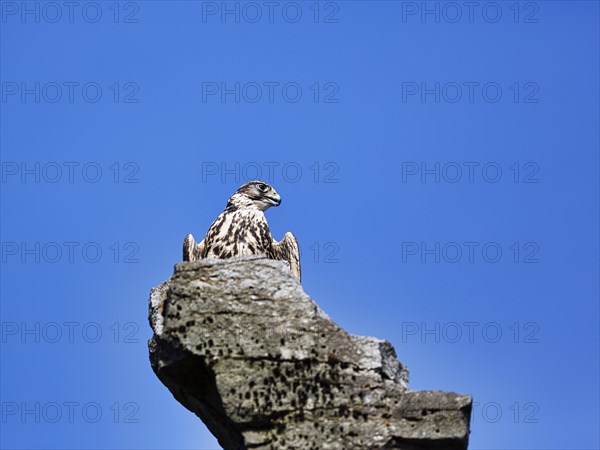 Saker falcon