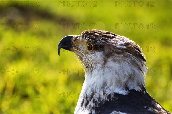 African Fish Eagle