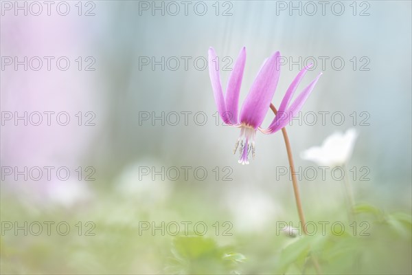 Delicate flowering dog's tooth violet