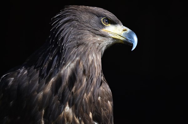 White-tailed Sea Eagle