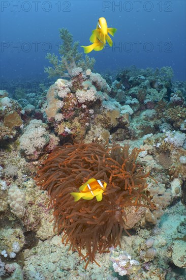 Fluorescent bubble-tip anemone