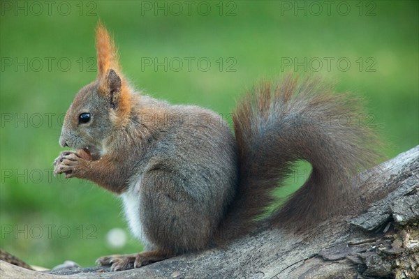 Squirrel holding nut in hands sitting on tree stump looking left
