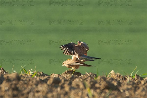 Kestrel male and female mating in field Male with open wings sitting on female seen left