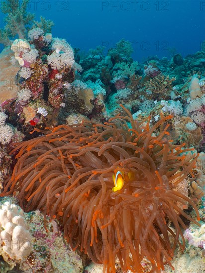 Fluorescent bubble-tip anemone