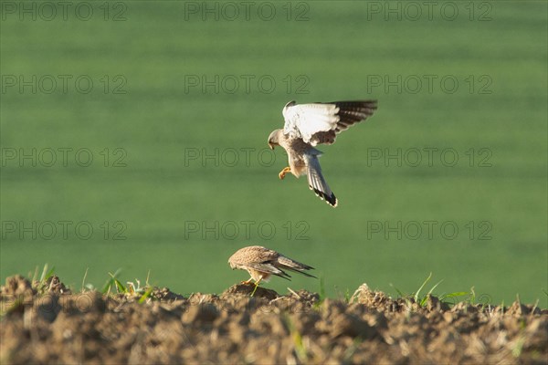Kestrel male and female mating in field male with open wings female approaching left sighted