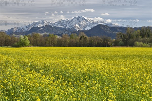 Rape field in bloom with snow-covered mountains in the background