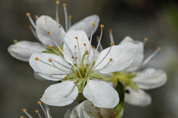 Blackthorn open white flower