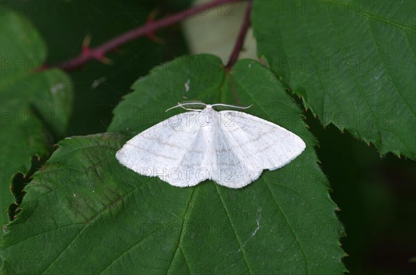 Common white wave moth