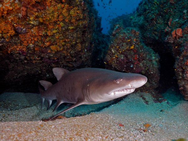 Sand tiger shark